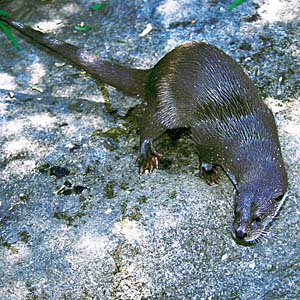 ���[���V�A�J���E�\