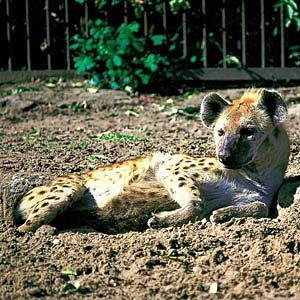 �u�`�n�C�G�i