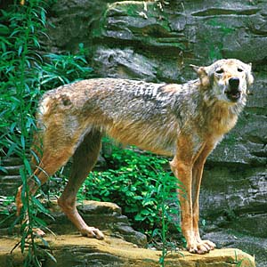 �n�C�C���I�I�J�~