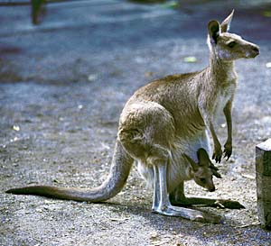 �I�I�J���K���[