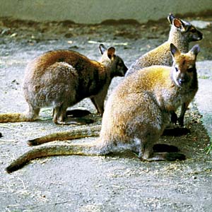 �x�l�b�g�A�J�N�r�����r�[