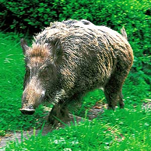 �j�z���C�m�V�V