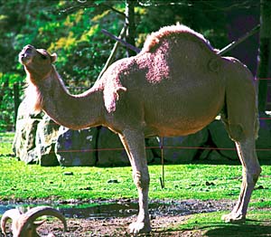 �q�g�R�u���N�_