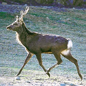 �j�z���W�J