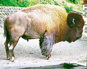 �A�����J�o�C�\��