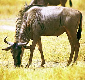 �I�O���k�[