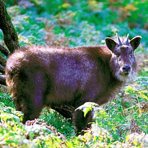 �j�z���J���V�J