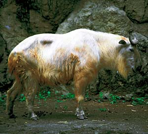 �S�[���f���^�[�L��