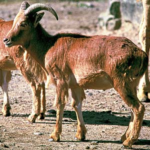 �o�[�o���V�[�v