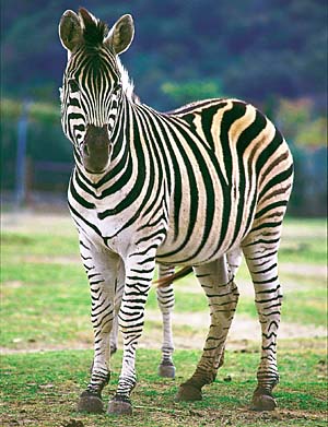 �T�o���i�V�}�E�}