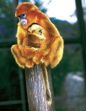 �L���V�R�E