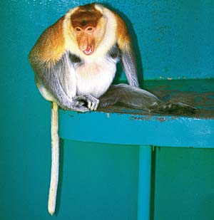 �e���O�U��