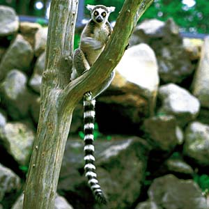 ���I�L�c�l�U��