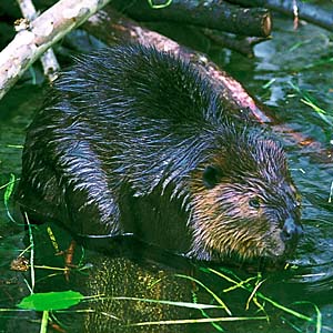 �A�����J�r�[�o�[