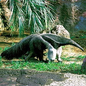 �I�I�A���N�C