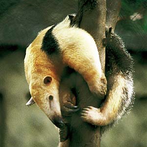 �R�A���N�C