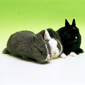 �J�C�E�T�M