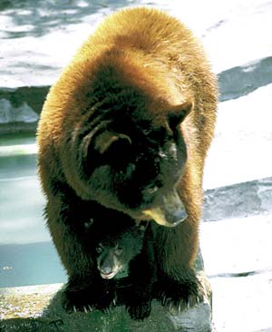 �A�����J�N���N�}