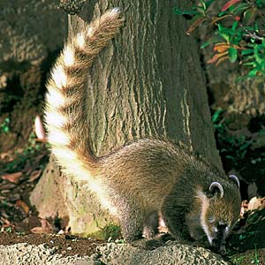 �A�J�n�i�O�}