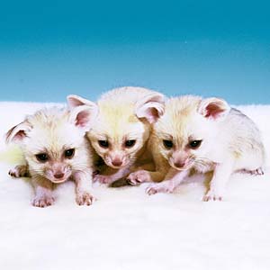 �t�F�l�b�N