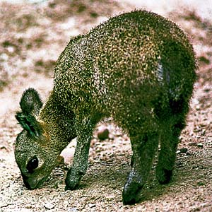 �N���b�v�X�v�����K�[