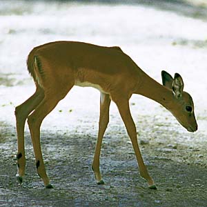 �C���p��