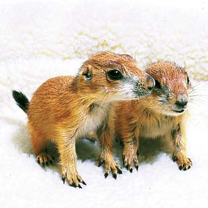 �v���[���[�h�b�O