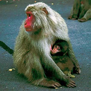 ���N�V�}�U��