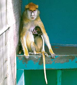 �p�^�X�����L�[