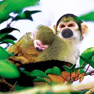 ���X�U��